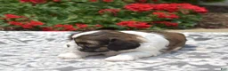 Mixed Breed dogs for sale: Petunia  - Ad 5