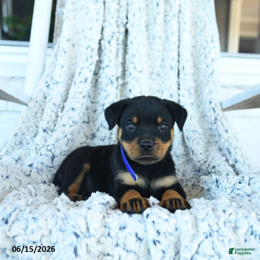 Rottweiler dogs Roy  - Ad 1