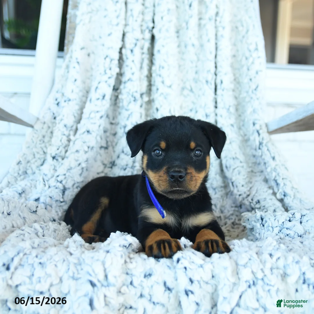 Rottweiler dogs for sale: Roy  - Ad 1