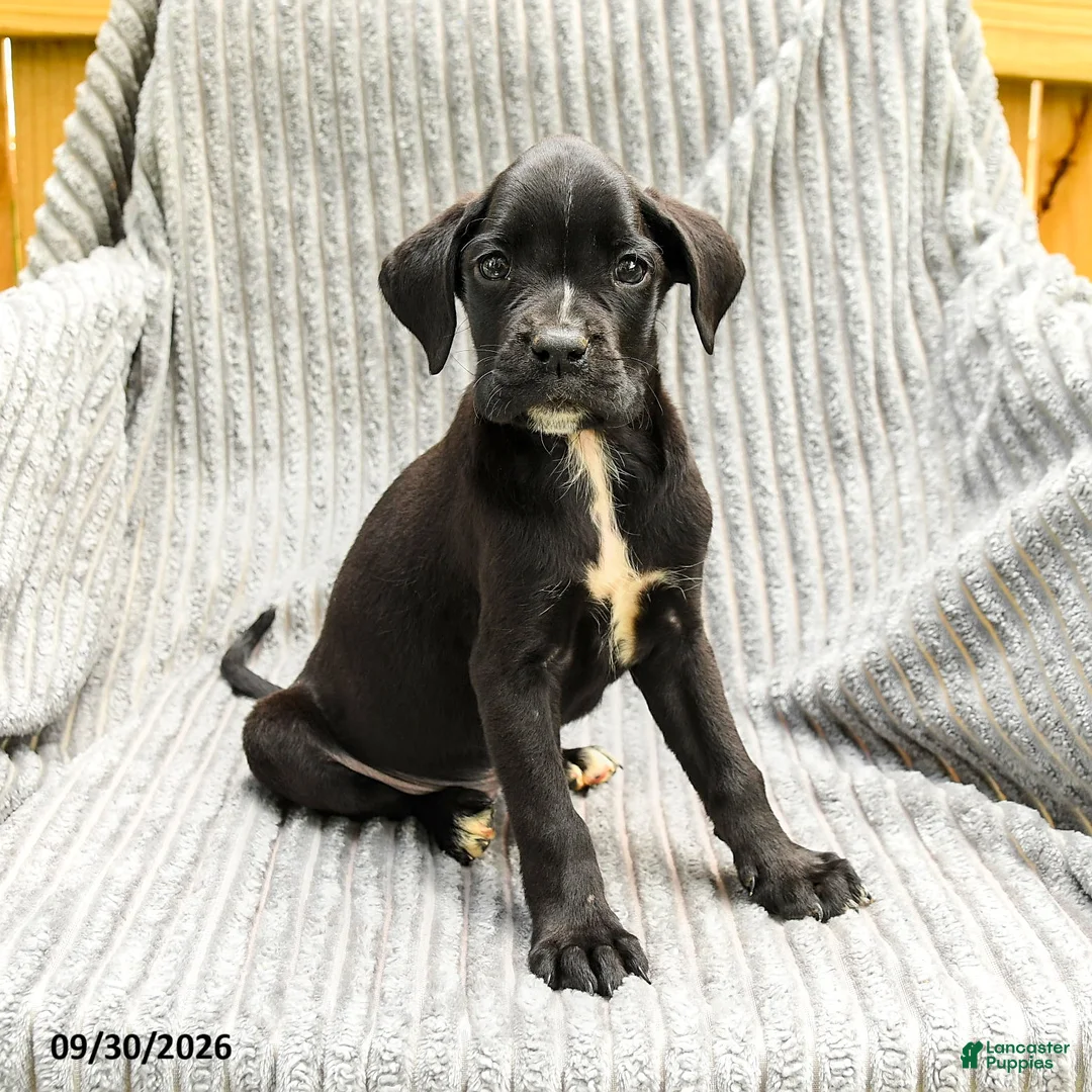 Mixed Breed dogs for sale: Ruby - Ad 2
