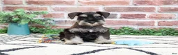 Miniature Schnauzer dogs for sale: Tristan  - Ad 4