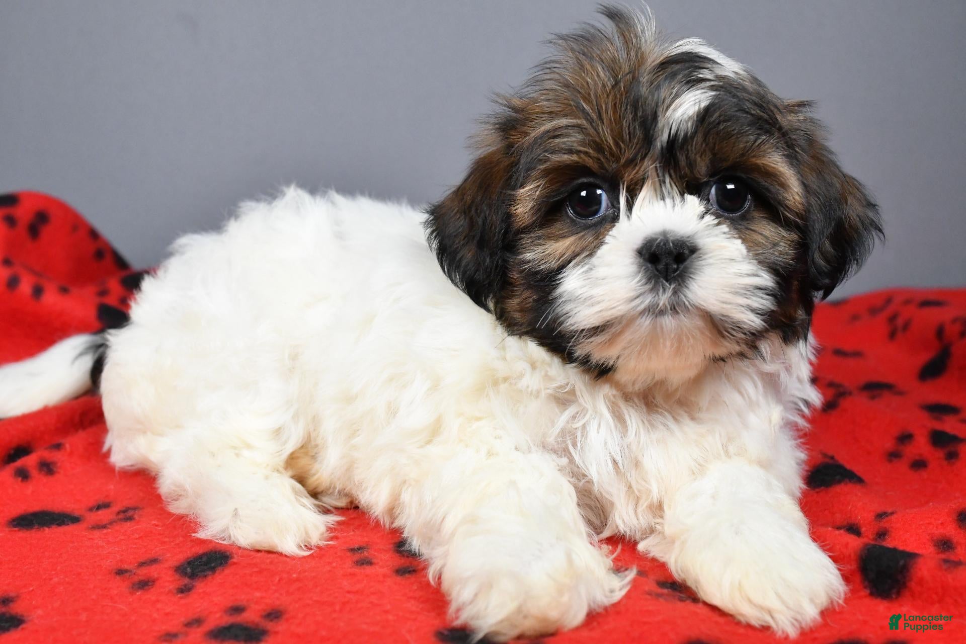 Shih Tzu dogs Kayla - Ad 2