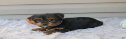 Yorkshire Terrier dogs for sale: Rocco - Ad 9