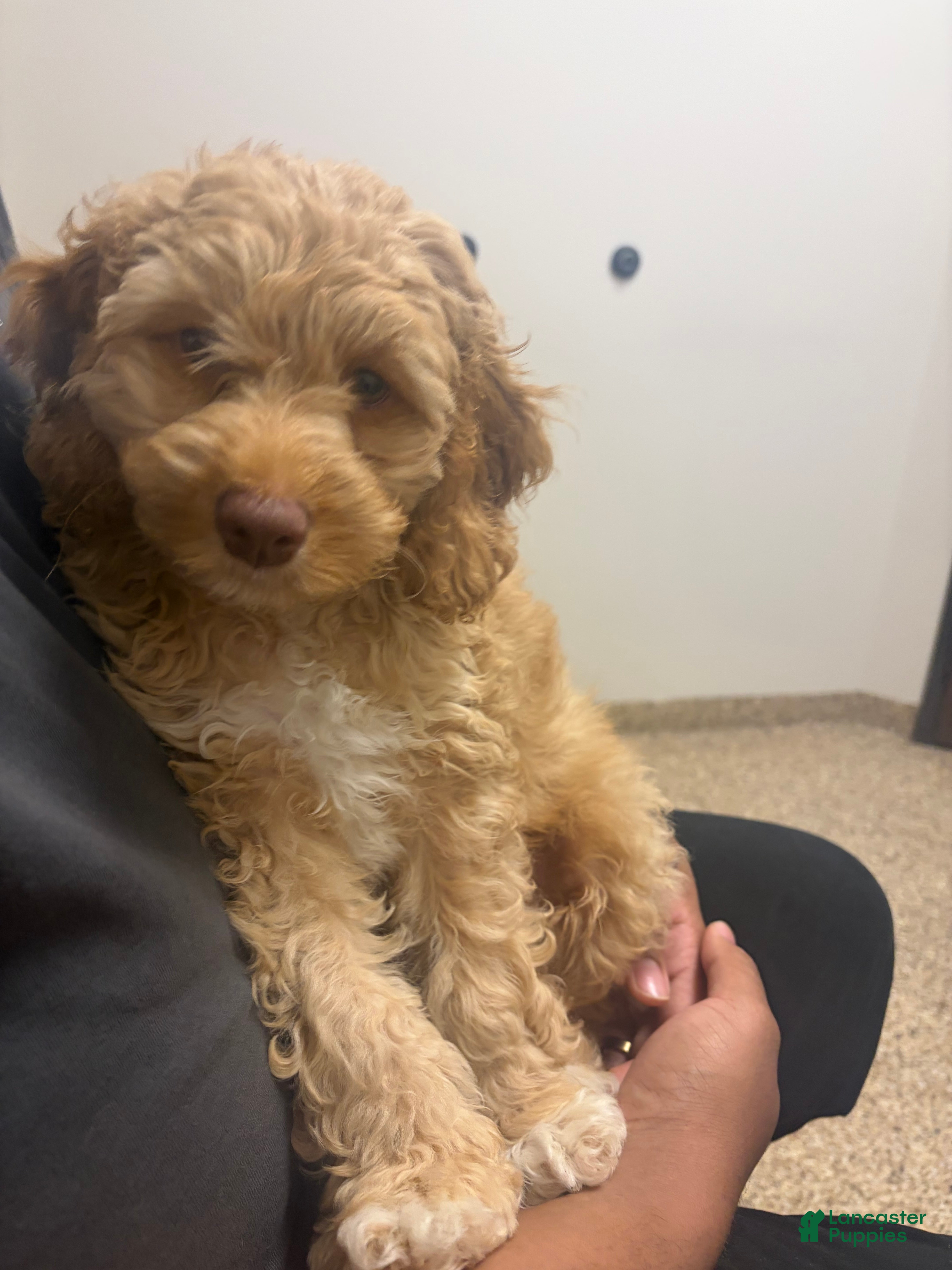 Cockapoo dogs Cockapoo Puppy 1 - Ad 8