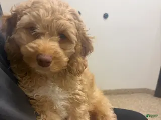 Cockapoo dogs Cockapoo Puppy 1 - Ad 8