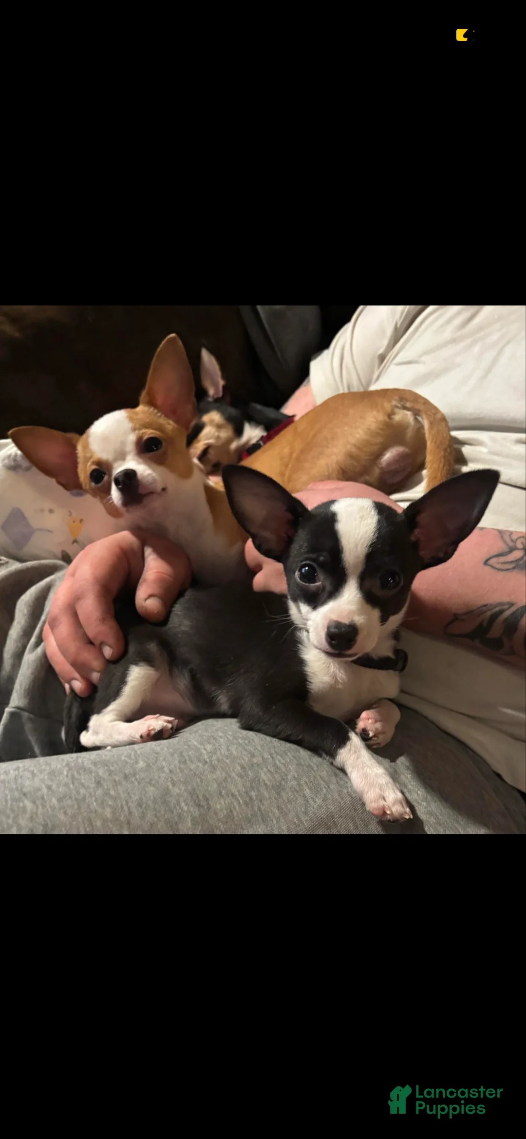 Chihuahua dogs for sale: Chihuahua Puppy 1 - Ad 3