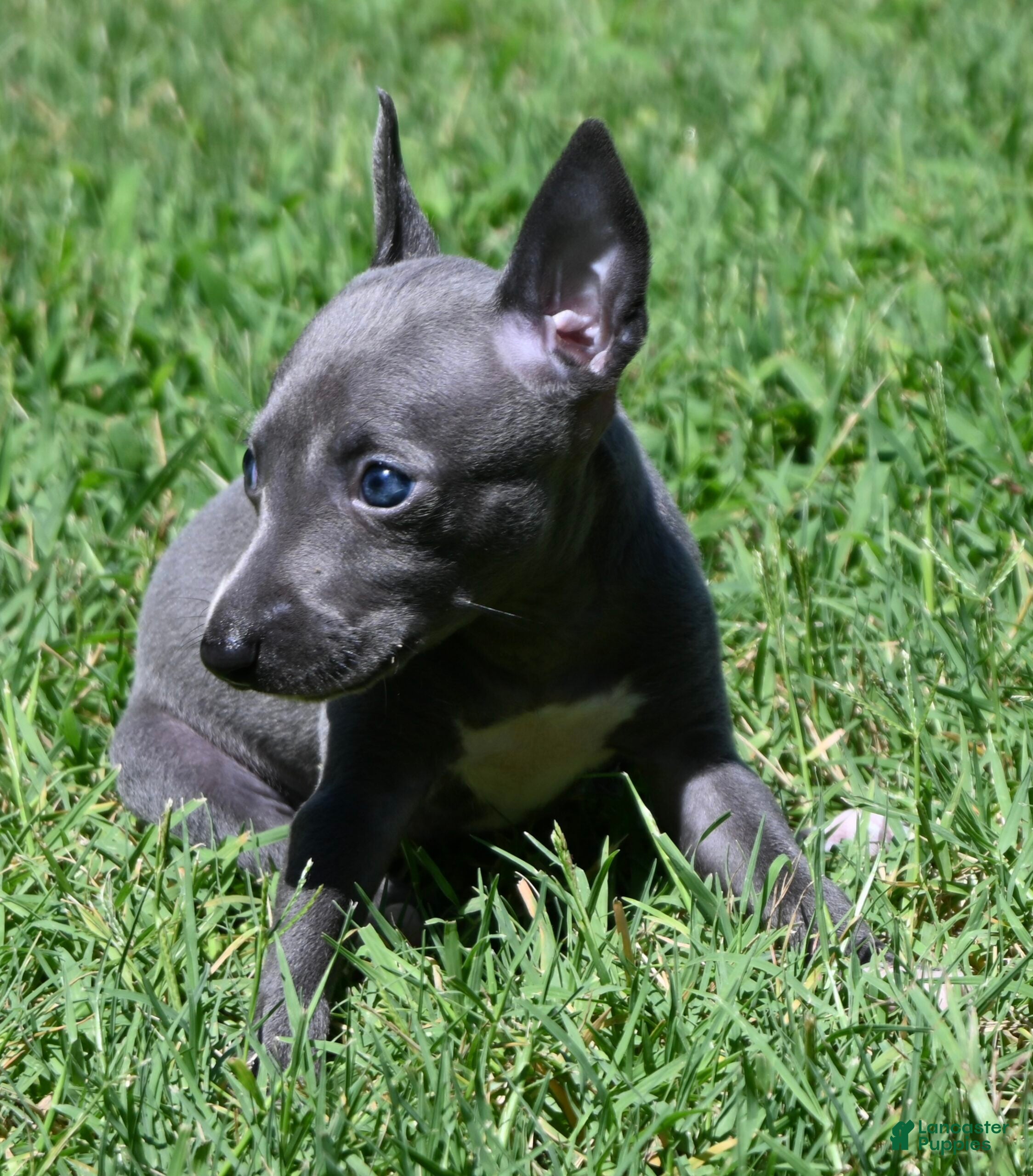 Italian Greyhound dogs Misa - Ad 2