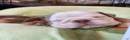 English Bulldog dogs for sale: Snow Heart - Ad 14