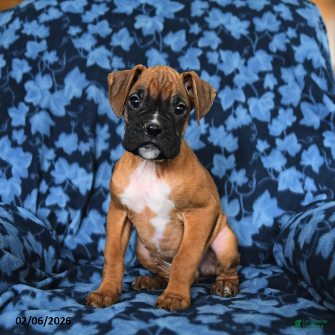 Boxer dogs for sale: Rex - Ad 3