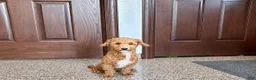 Havapoo dogs for sale: Havapoo Puppy 1 - Ad 3