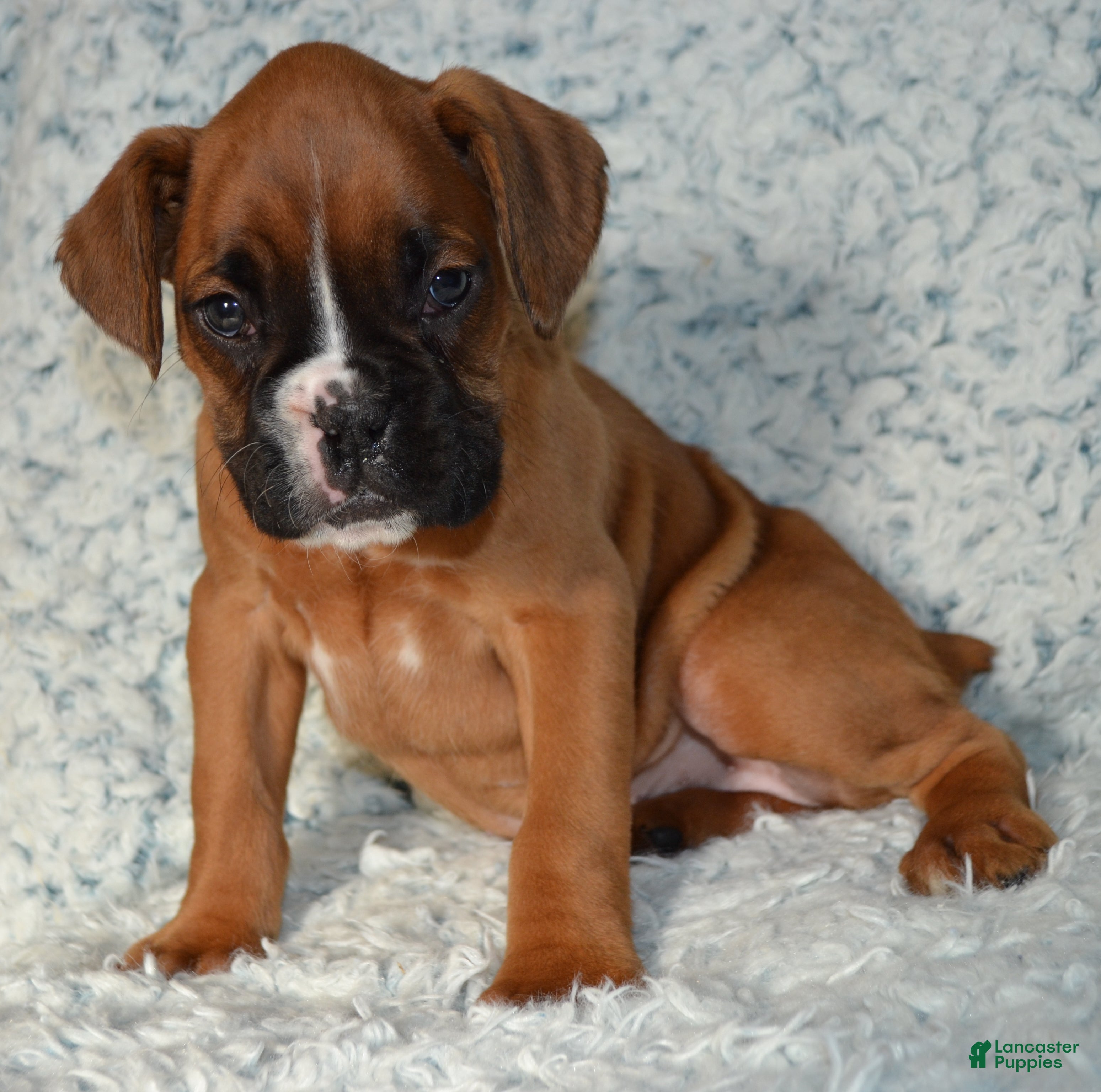 Boxer dogs River - Ad 2