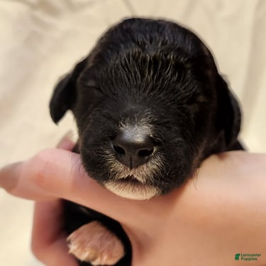 Mini Aussiedoodle dogs for sale: Lottie_Female Tri-Color - Ad 9