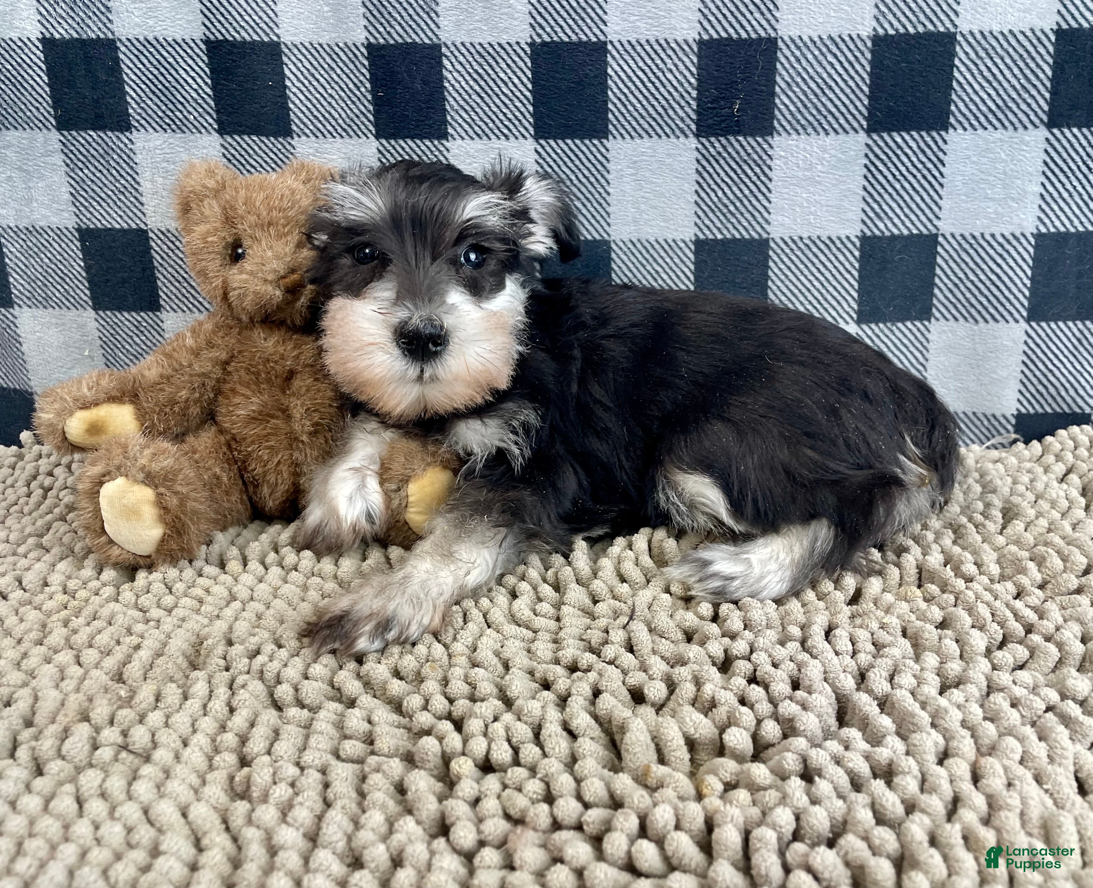 Miniature Schnauzer dogs Sally - Ad 40