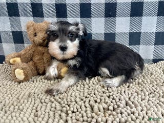 Miniature Schnauzer dogs Sally - Ad 38