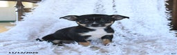 Chihuahua dogs for sale: Tammy - Ad 1