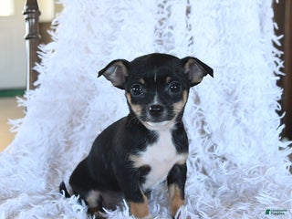 Chihuahua dogs Tammy - Ad 33