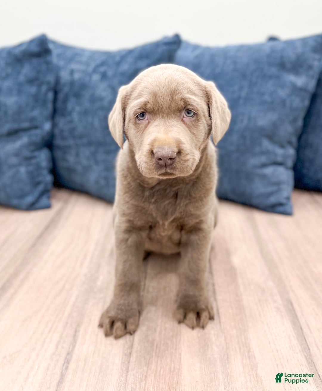 Labrador Retriever dogs for sale: Stormy - Ad 2
