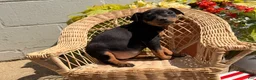 Miniature Pinscher dogs for sale: Joseph - Ad 3