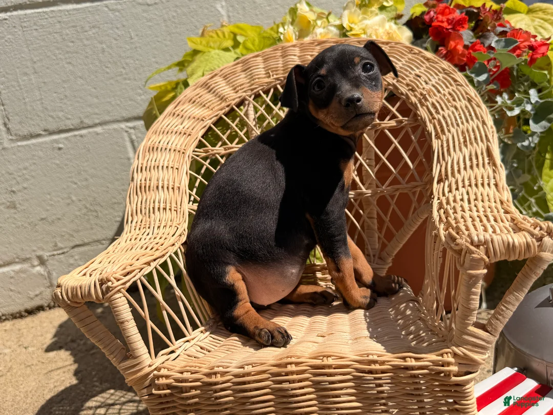 Miniature Pinscher dogs for sale: Joseph - Ad 3
