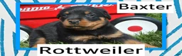 Rottweiler dogs for sale: Baxter Rottweiler 2 - Ad 1