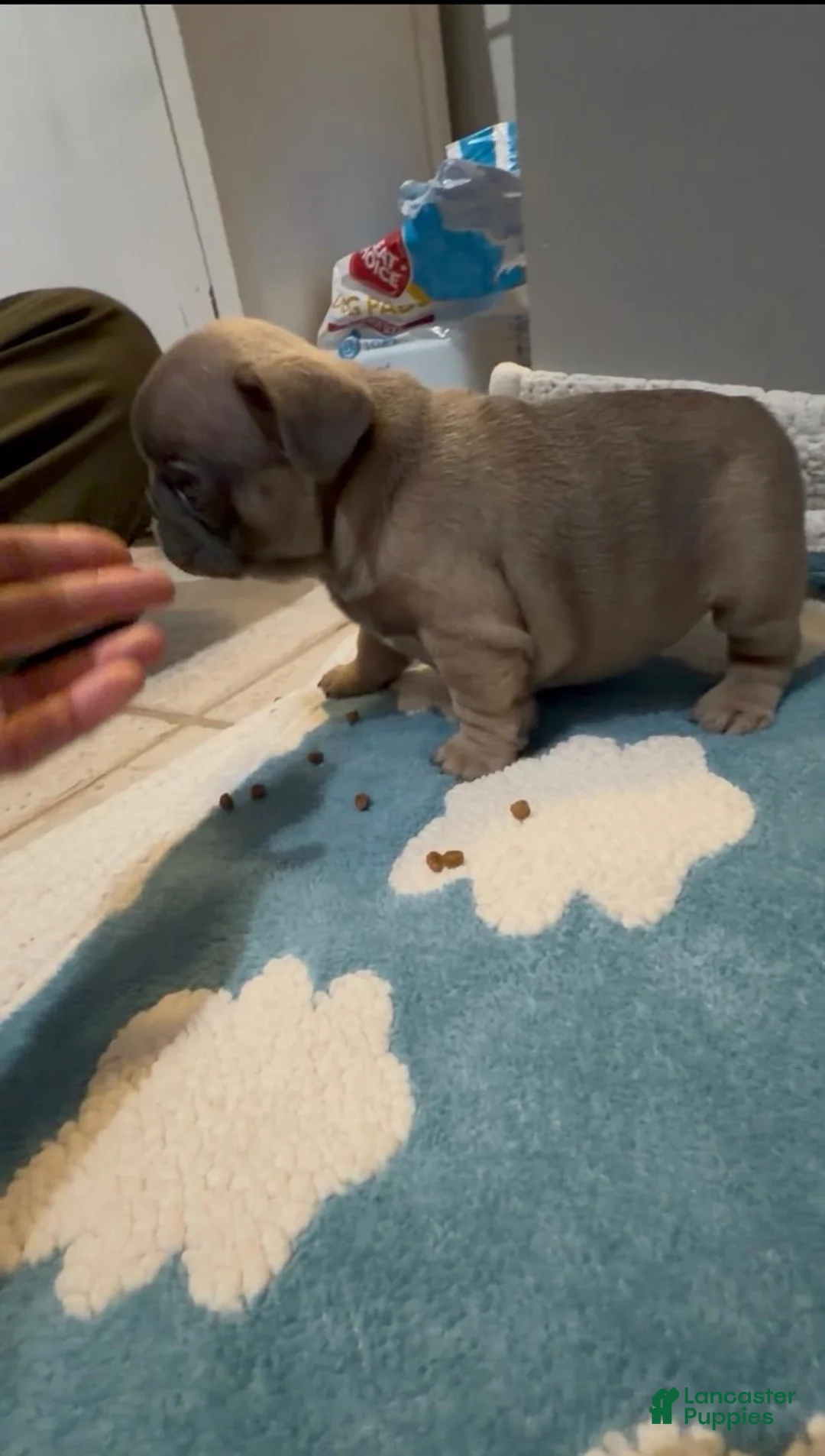French Bulldog dogs for sale: Girl - Ad 1