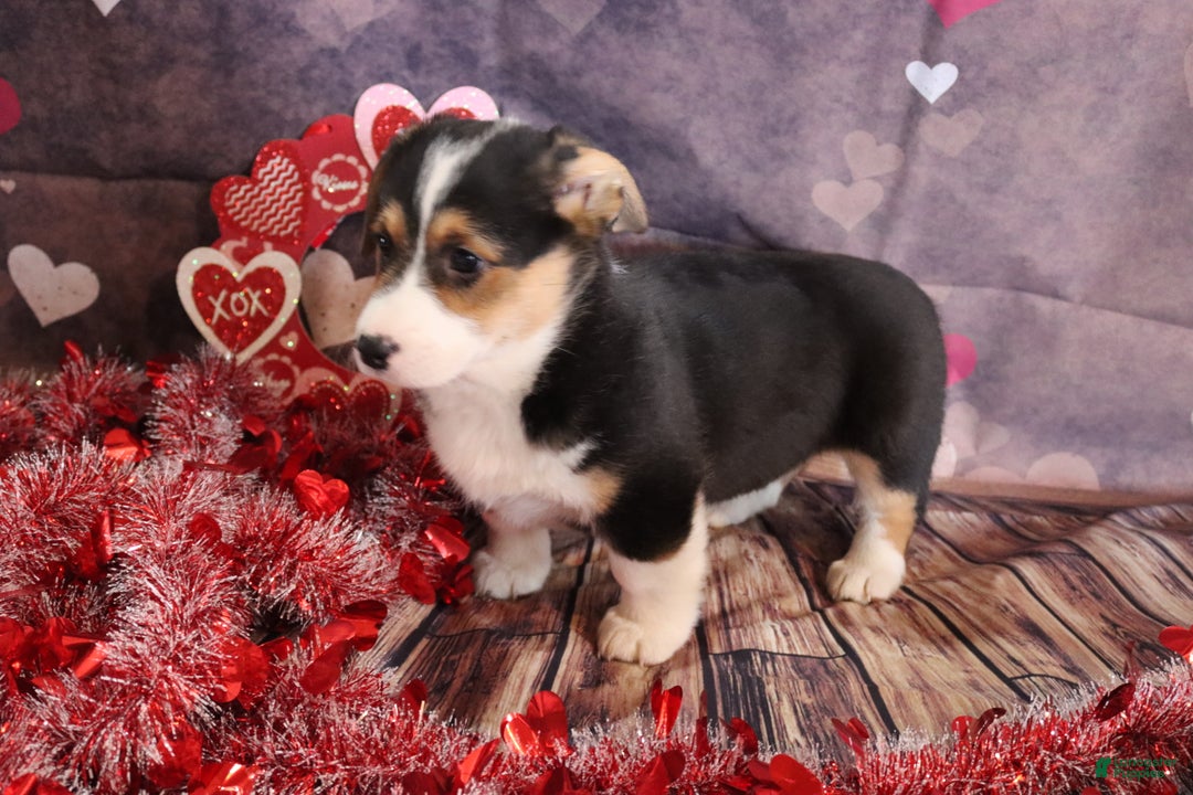 Welsh Corgi Pembroke dogs for sale: hayden - Ad 2