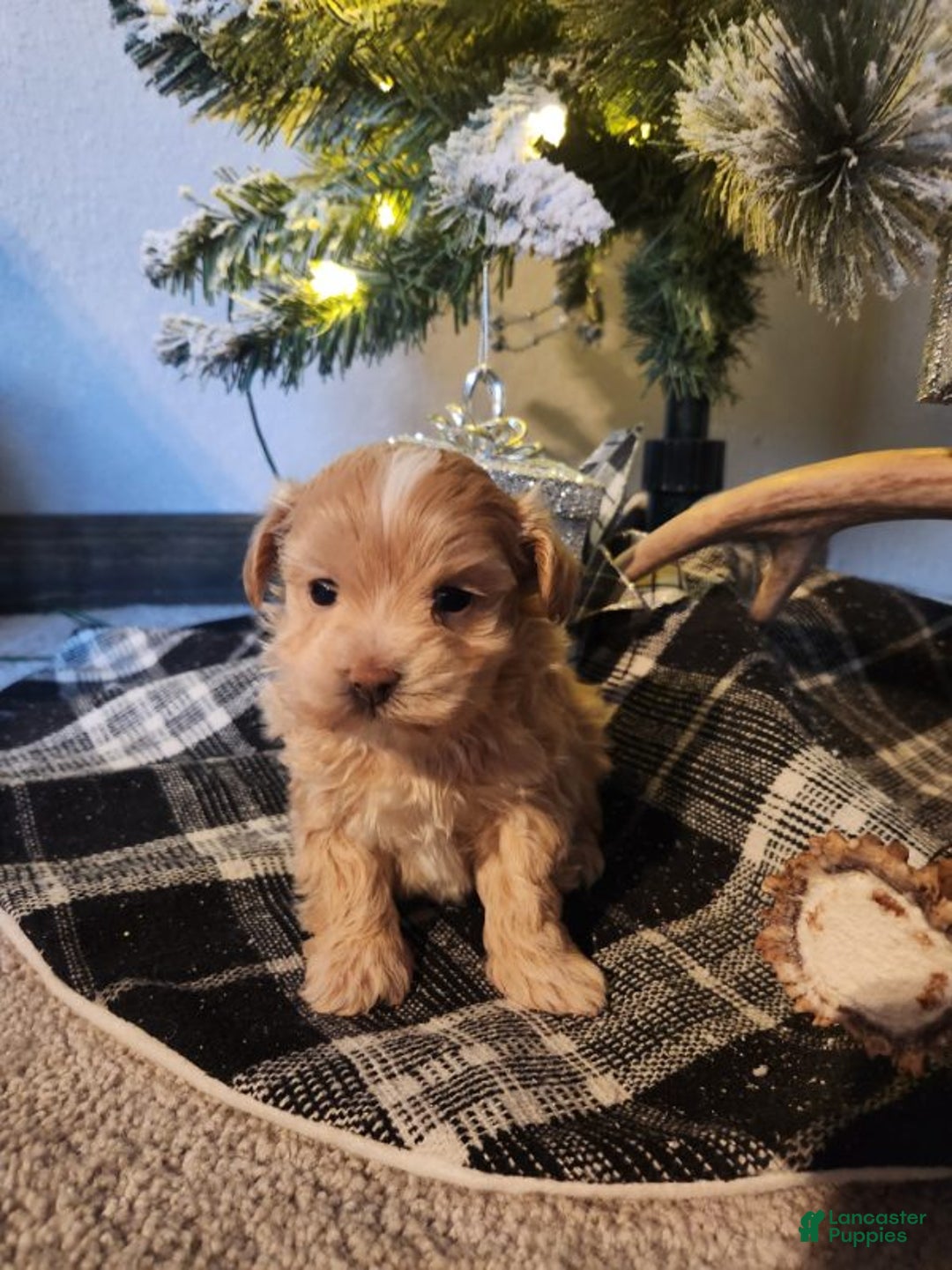 Maltipoo dogs for sale: Charley - Ad 3