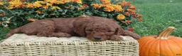 Mini Goldendoodle dogs for sale: Espresso  - Ad 5