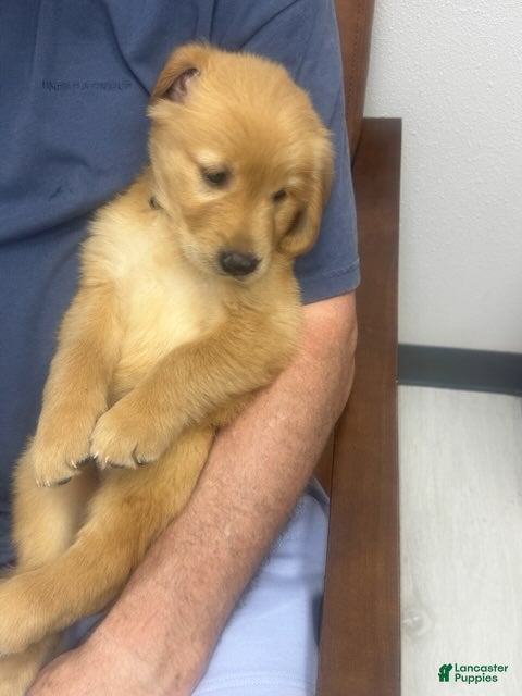 Golden Retriever dogs Purple Female - Ad 7
