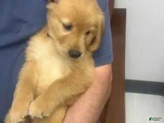 Golden Retriever dogs Purple Female - Ad 7