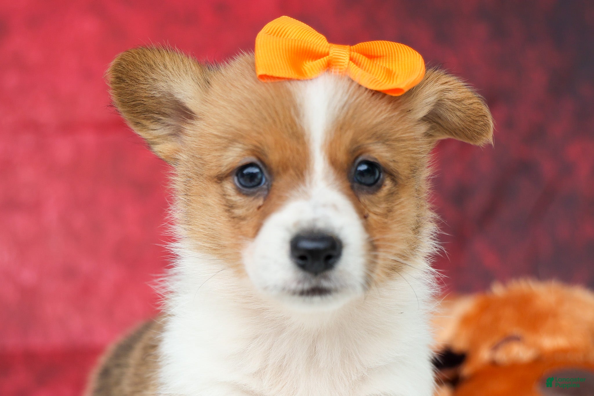 Welsh Corgi Pembroke dogs Audrey🦴  - Ad 1