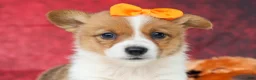 Welsh Corgi Pembroke dogs for sale: Audrey🦴  - Ad 1