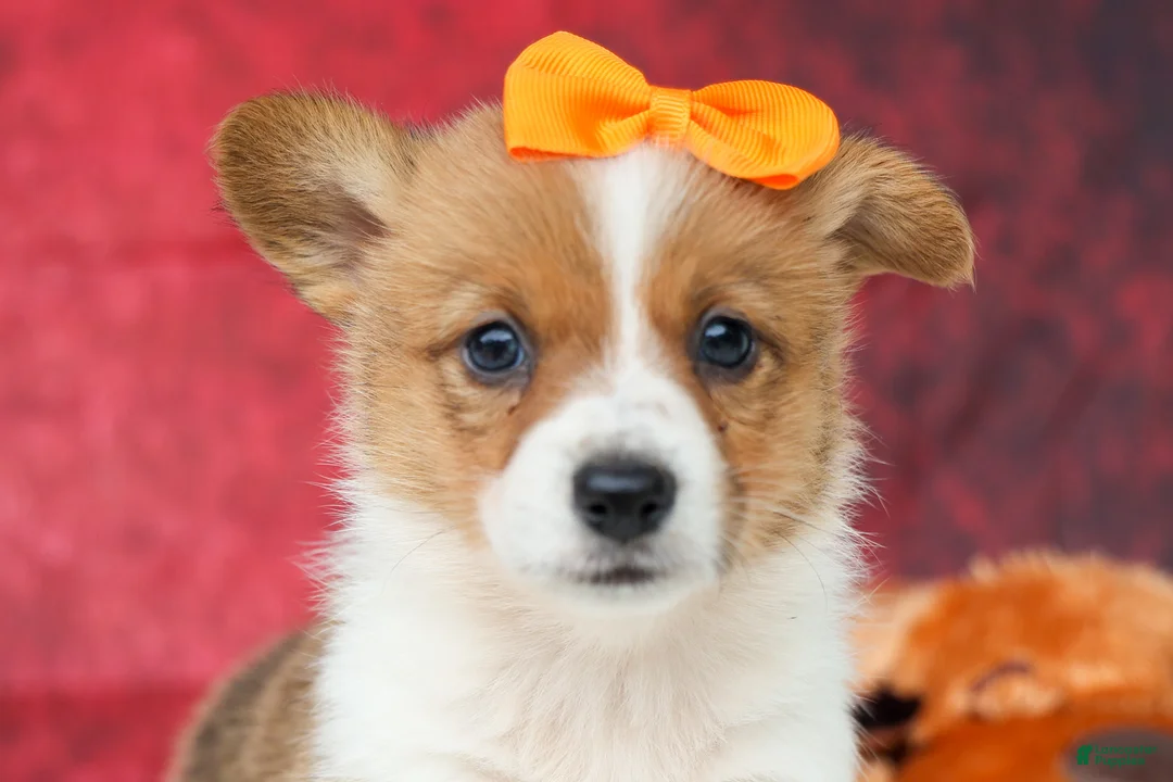 Welsh Corgi Pembroke dogs for sale: Audrey🦴  - Ad 1