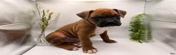 Boxer dogs for sale: Champ  - Ad 44
