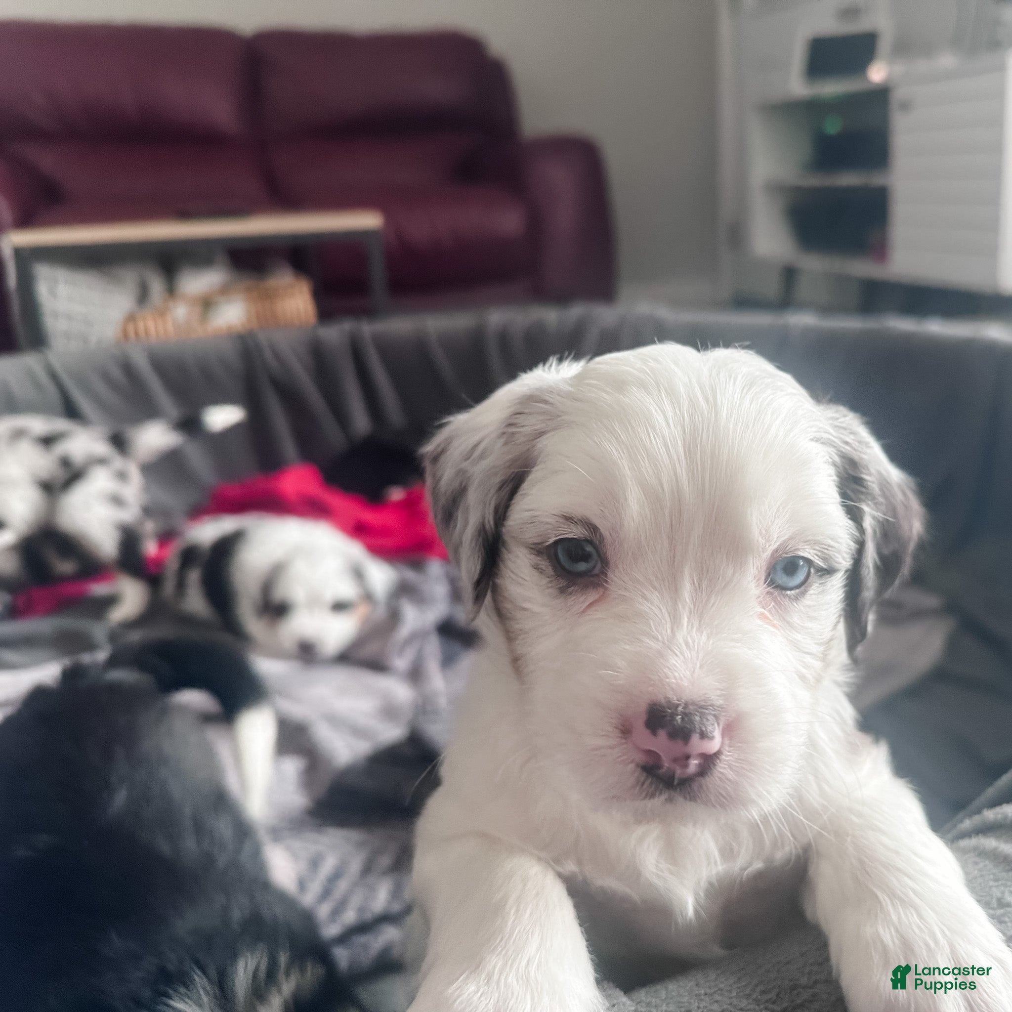 Mixed Breed dogs Muffin - Ad 1