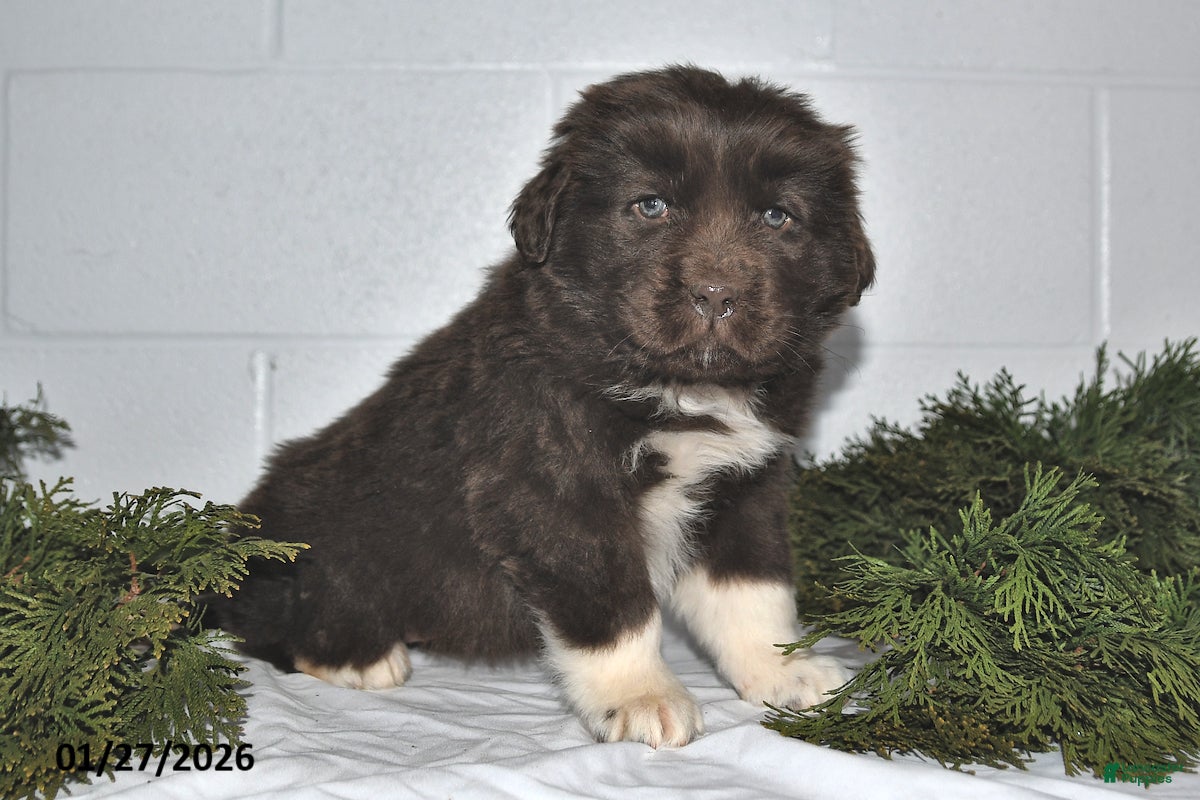 Newfoundland dogs Makenzie - Ad 16