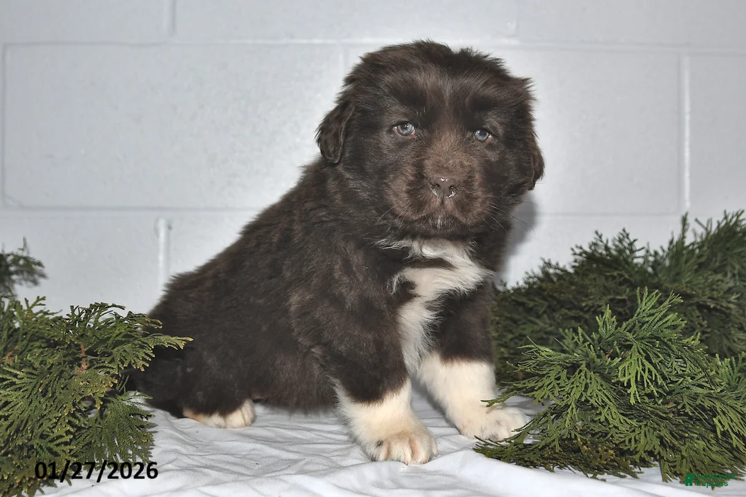 Newfoundland dogs for sale: Makenzie - Ad 1