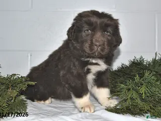 Newfoundland dogs Makenzie - Ad 16