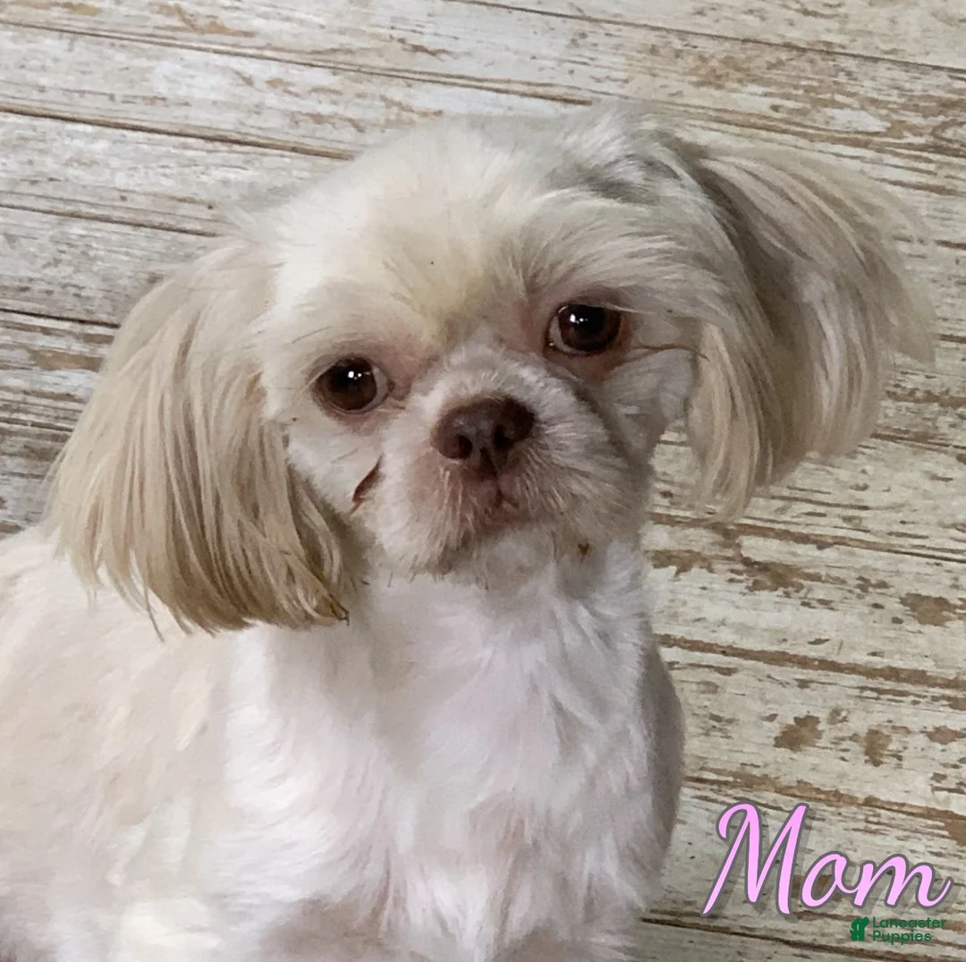 Shorkie dogs for sale: Cash - Ad 8