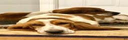 Basset Hound dogs for sale: George - Ad 5