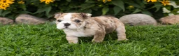 English Bulldog dogs for sale: Buster  - Ad 2