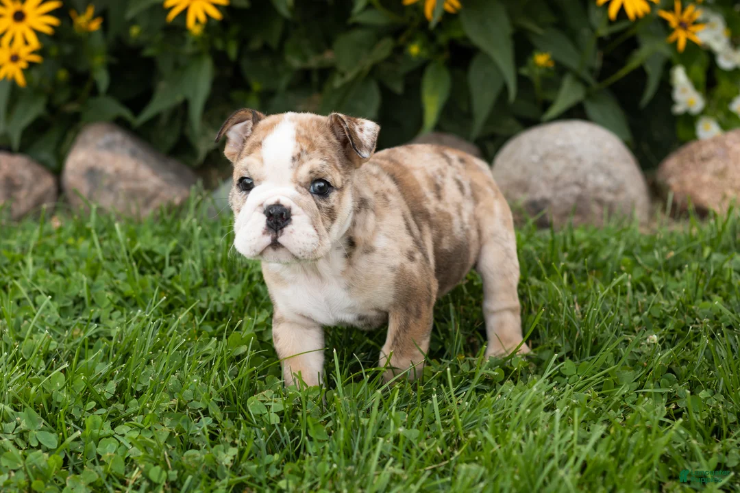 English Bulldog dogs for sale: Buster  - Ad 2