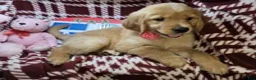 Golden Retriever dogs for sale: Bunny girl - Ad 2