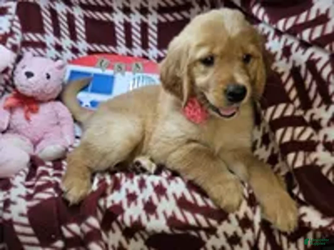 Golden Retriever dogs for sale: Bunny girl - Ad 2