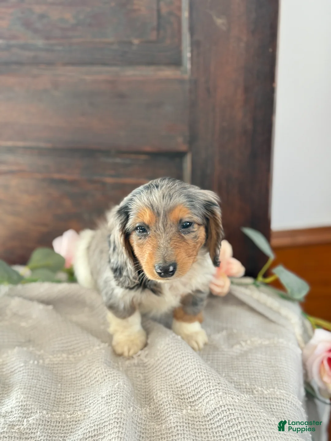 Miniature Dachshund dogs for sale: Murphy - Ad 12