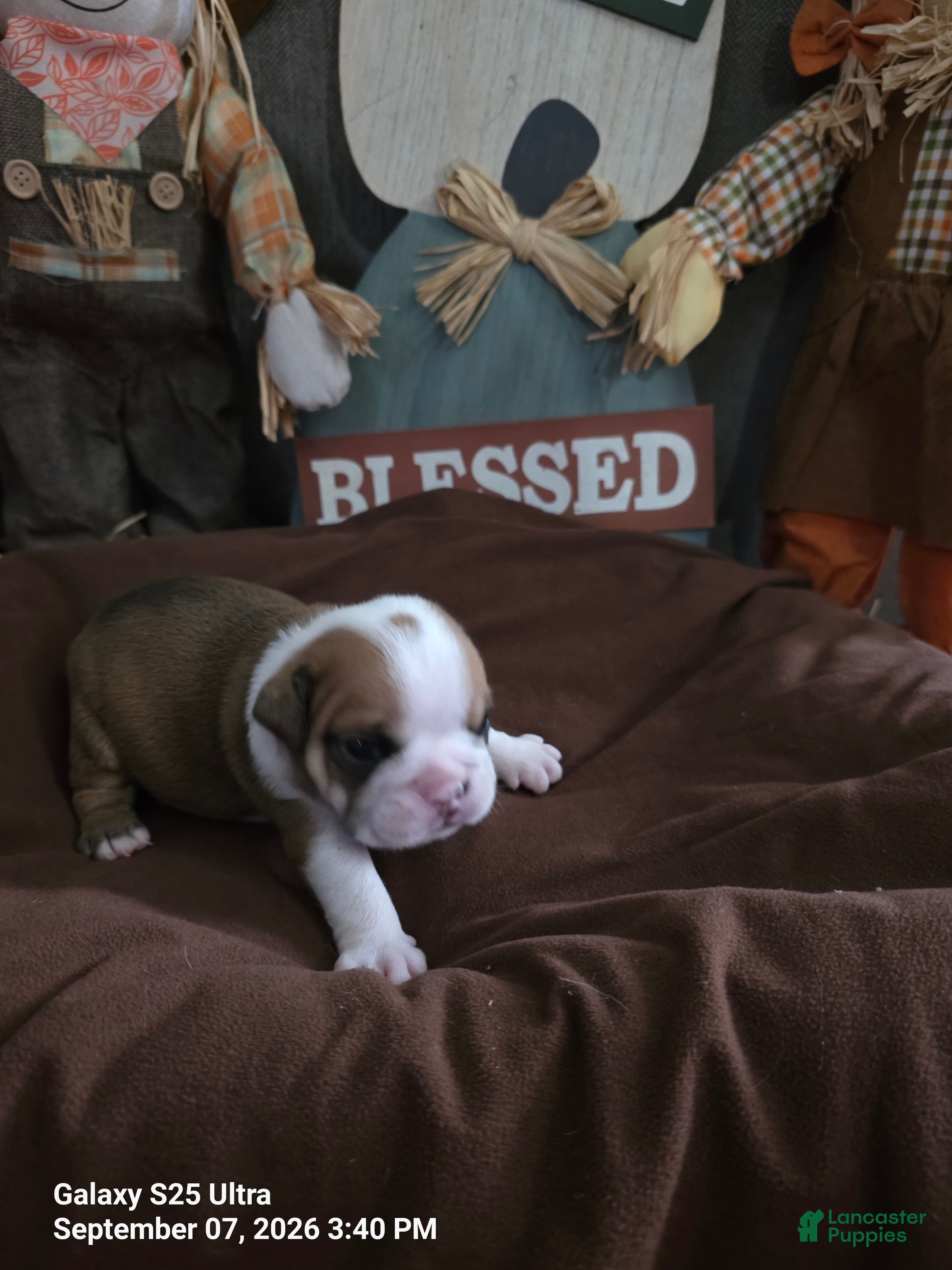 English Bulldog dogs English Bulldog 4 - Ad 1