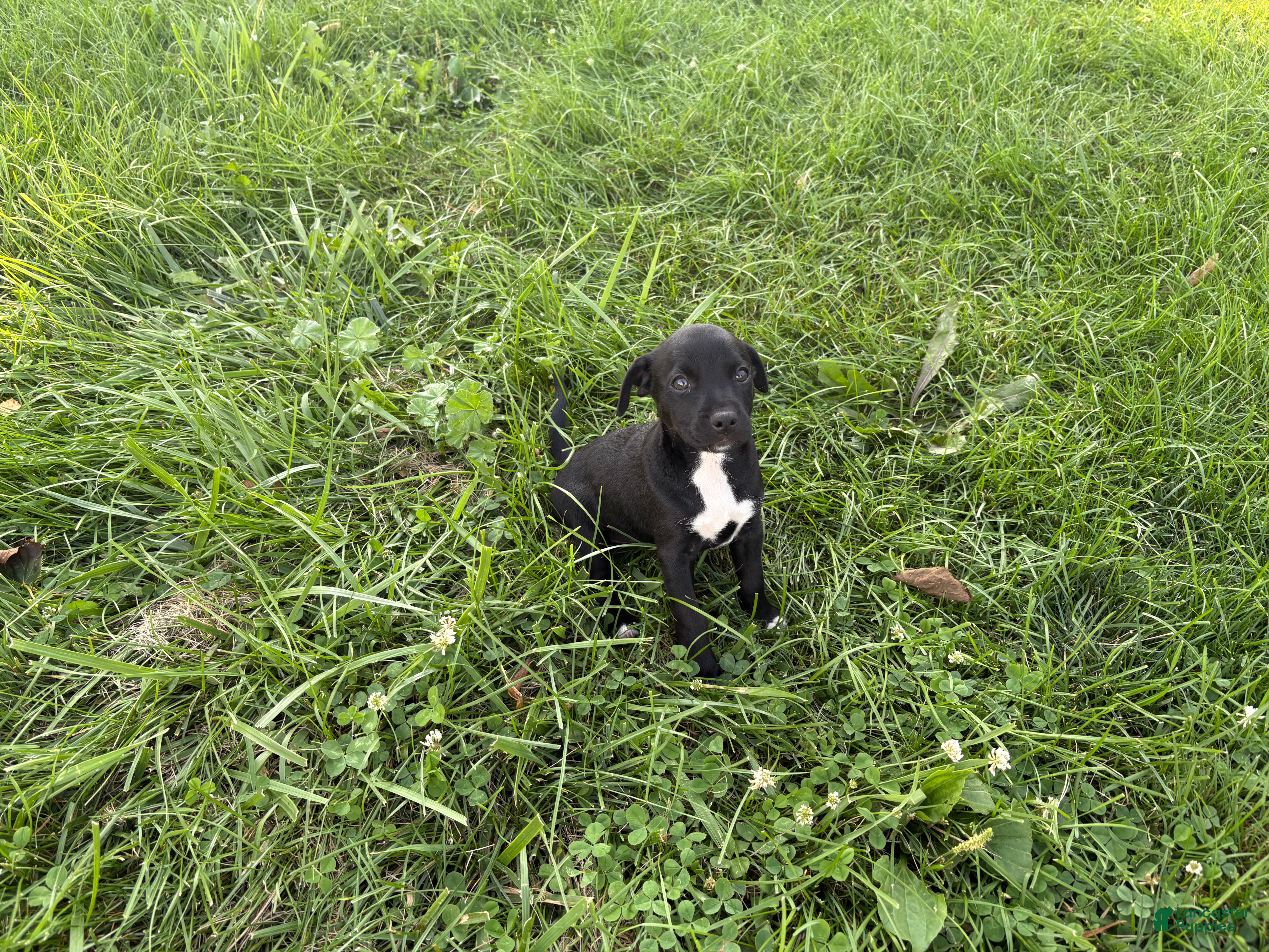 Mixed Breed dogs Chip - Ad 2