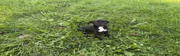 Mixed Breed dogs for sale: Chip - Ad 2