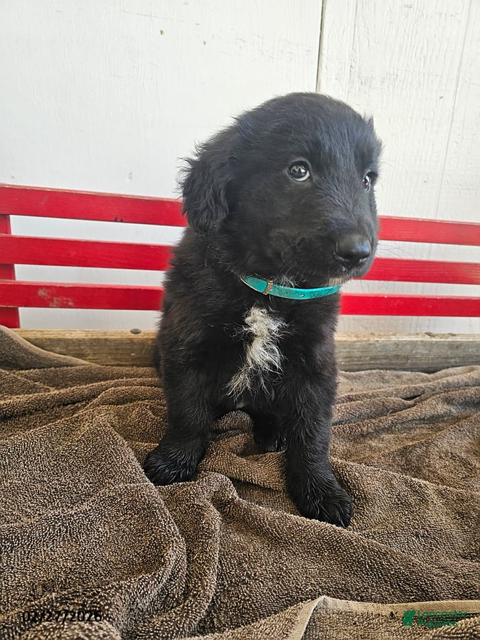 Mixed Breed dogs Levi - Ad 1