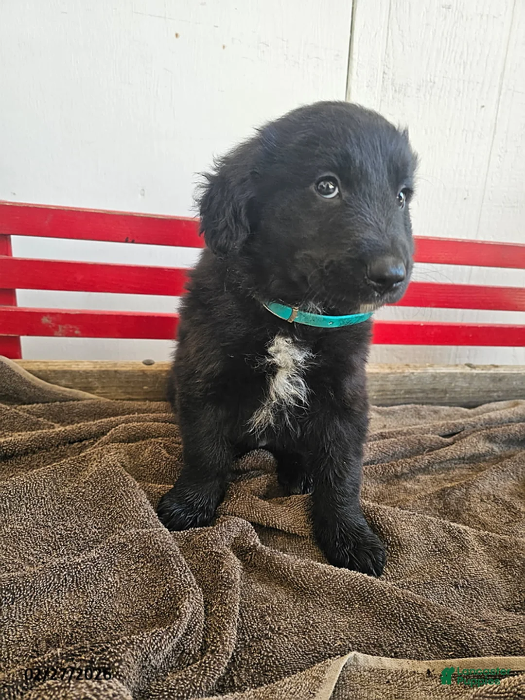 Mixed Breed dogs for sale: Levi - Ad 1